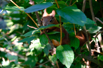 This squirrel sits on jasmine branches