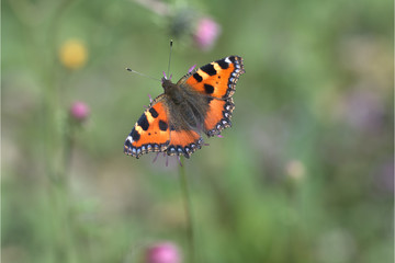 Kleiner Fuchs