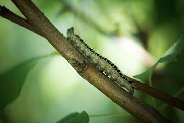 a blue and black caterpillar on a pear tree among green leaves in summer