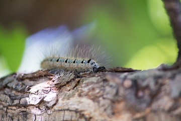 a blue and black caterpillar on a pear tree among green leaves in summer