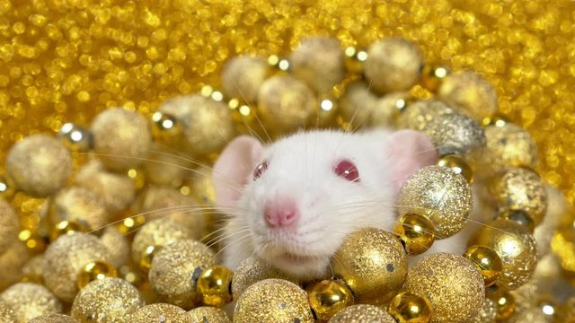 a white rat on a gold background peeps out of a nest of golden balls. close-up. symbol of 2020. copy space. symbol of wealth and abundance