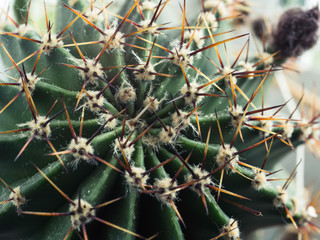 cactus with spines Echinopsis horizontal close-up