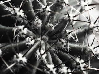 cactus with spines Echinopsis horizontal bw close-up