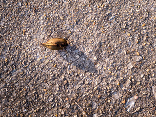 Leaf on concrete