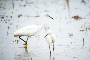 White Heron, Bittern,or Egret walking in the fields in Thailand.shallow focus effect.