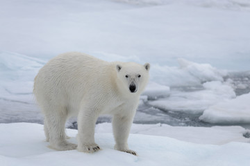 Naklejka na ściany i meble Wild polar bear on pack ice in Arctic sea