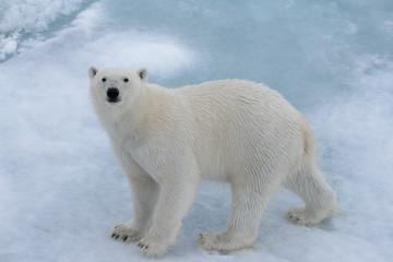 Fototapeta na wymiar Wild polar bear on pack ice in Arctic sea close up