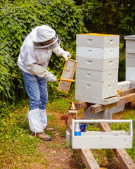 beekeeper working with bees in hive