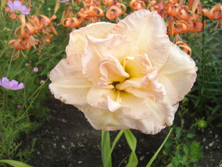 Lilies and Daylilies against the sky.