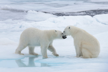 Obraz na płótnie Canvas Two young wild polar bears playing on pack ice in Arctic sea