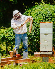 beekeeper working with bees in hive