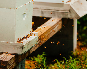 honey bees in flight at hive