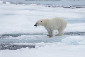 Fototapeta na wymiar Wet polar bear shaking off on pack ice in Arctic sea
