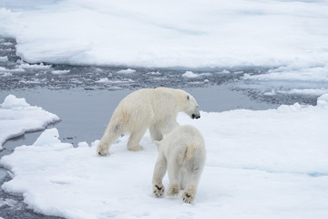 Two young wild polar bears playing on pack ice in Arctic sea, north of Svalbard