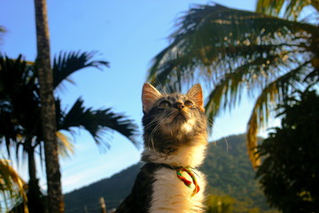 gatinho olhando para cima