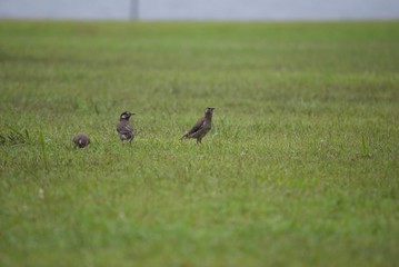 原っぱのムクドリ