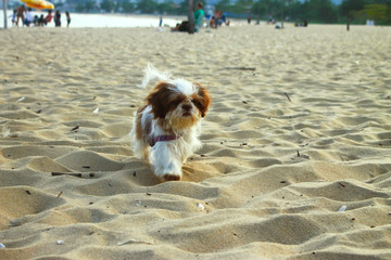 cachorro andando na areia pequeno branco e caramelo