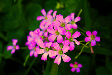 flores rosas fundo desfocado