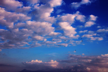 passaros no c&eacute;u, nuvem roxo, fim de tarde, por do sol, bird