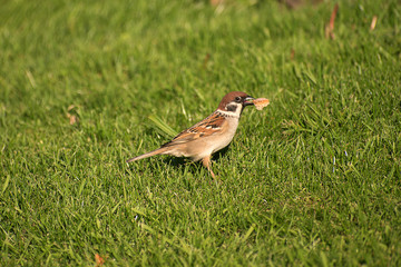 Passer montanus. Sparrow holds a piece of bread in its beak.