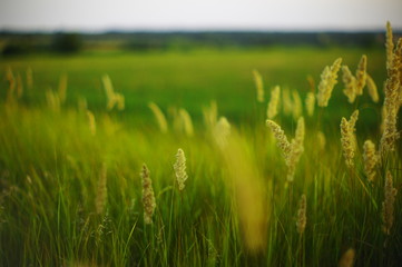 field of wheat