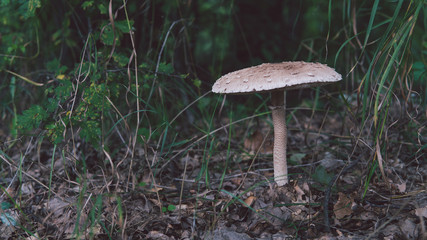 A big mushroom umbrella in the forest. Mushroom umbrella with a white cap is growing in the forest, close-up.