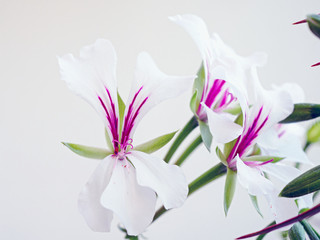 white pelargonium photographed up close with blurred out background. No people
