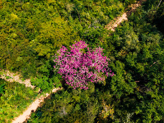 flowers in the jumgle