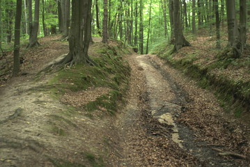 forest road in deciduous forest