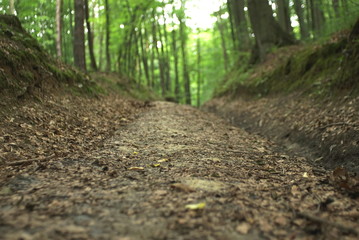forest road in deciduous forest