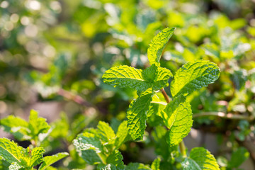 Peppermint. A bunch of green mint,fresh green leaves in the backyard with space, background -Image.