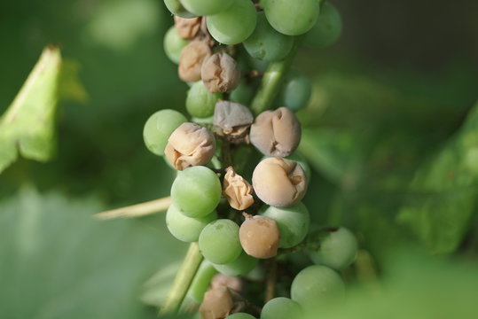 sick branch of grapes close up