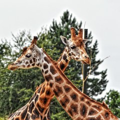 Giraffes