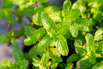 Peppermint. A bunch of green mint,fresh green leaves in the backyard with space, background -Image.