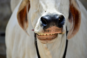 Portrait of white cow smiling and chewing on the streets of Pushkar, India