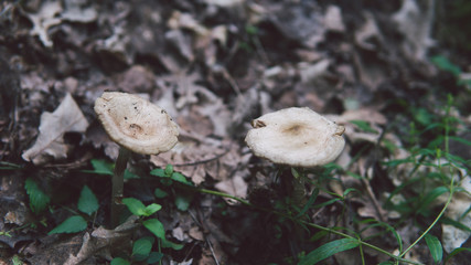 Mushrooms are growing in the autumn forest.