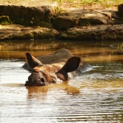Rhino in water