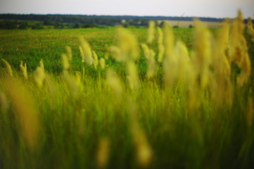 Obraz na płótnie Canvas field of green wheat