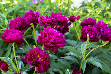 Paeonia Peter Brand