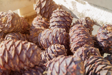 Cedar cones in wooden box, close-up