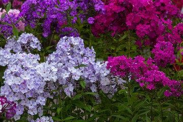 Beautiful different inflorescences of Phlox paniculatа. The flowers of Phlox paniculata varieties.