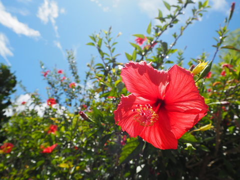 31 Best 赤いハイビスカス Images Stock Photos Vectors Adobe Stock