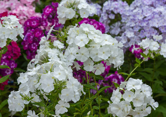 Beautiful different inflorescences of Phlox paniculatа. The flowers of Phlox paniculata varieties.