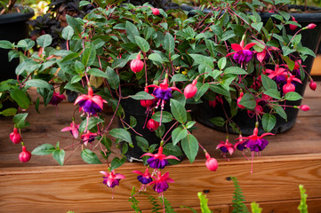 Not often, you can find fuchsia with red and blue flowers. 