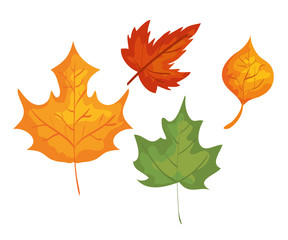 set of autumn leaves nature plant