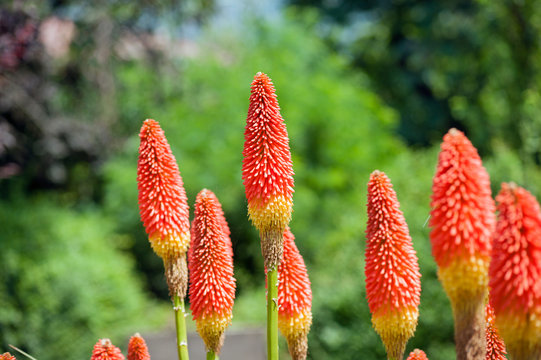 Kniphofia hirsuta also called tritoma, red hot poker, torch lily, knofflers, traffic lights or poker plant, is a genus of perennial flowering plants in the family Asphodelaceae.