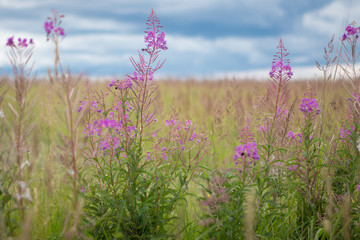 field of purple flowers