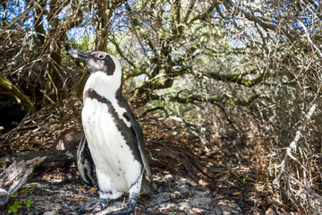 African penguin profile, Boulder beach, South Africa