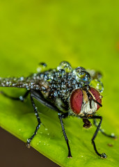 Housefly with water drops on leaf - macro photography of a housefly on a leaf with water droplets...