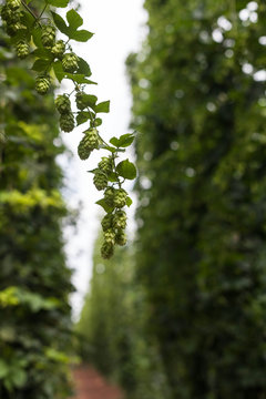 Saazer Hopfen , Tschechien - in der Bl&uuml;te - 